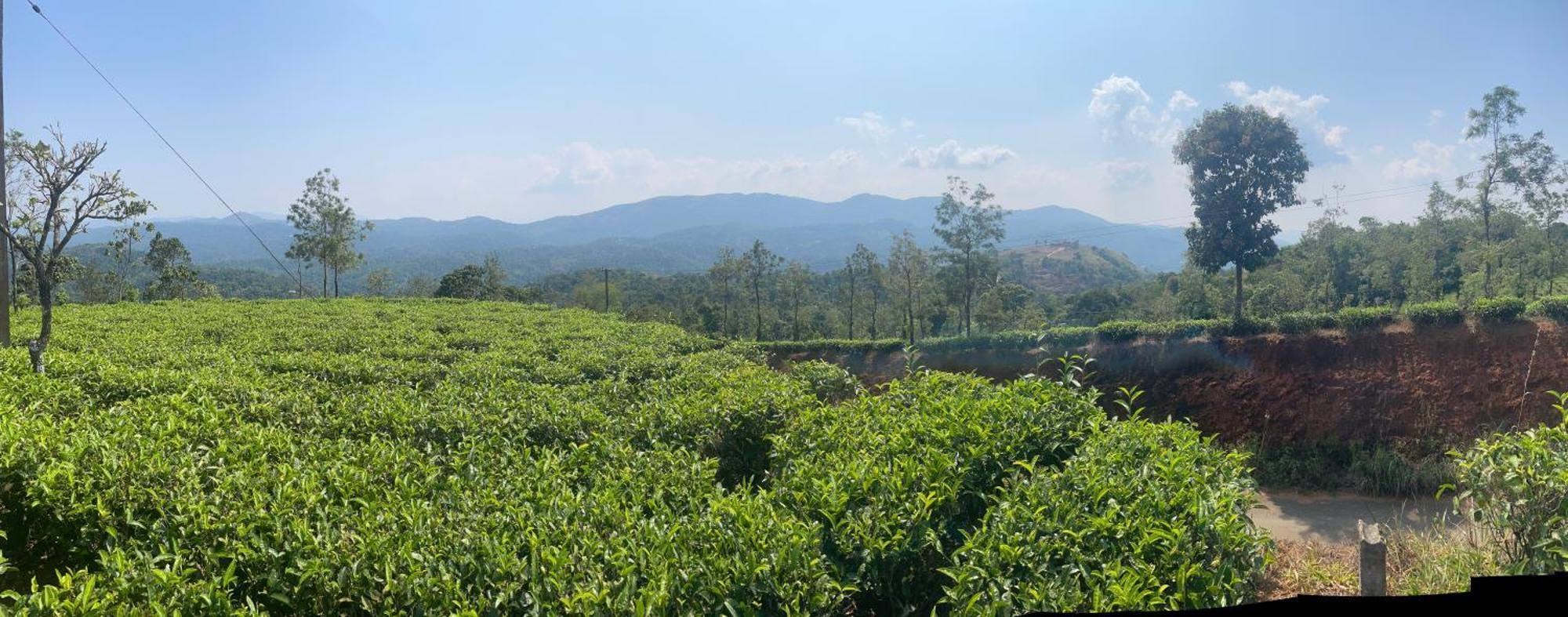 Best Mist Idukki Luaran gambar