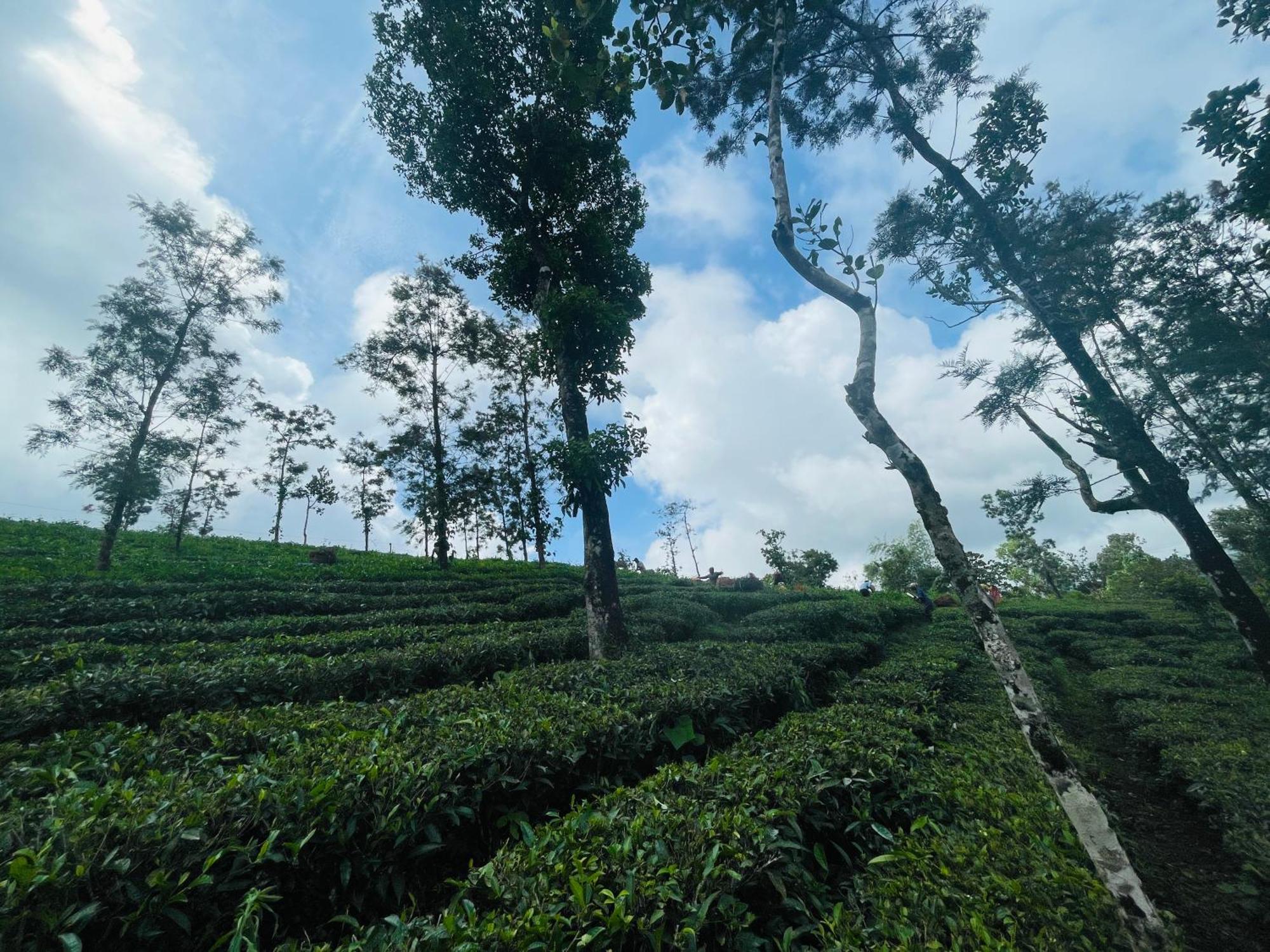Best Mist Idukki Luaran gambar