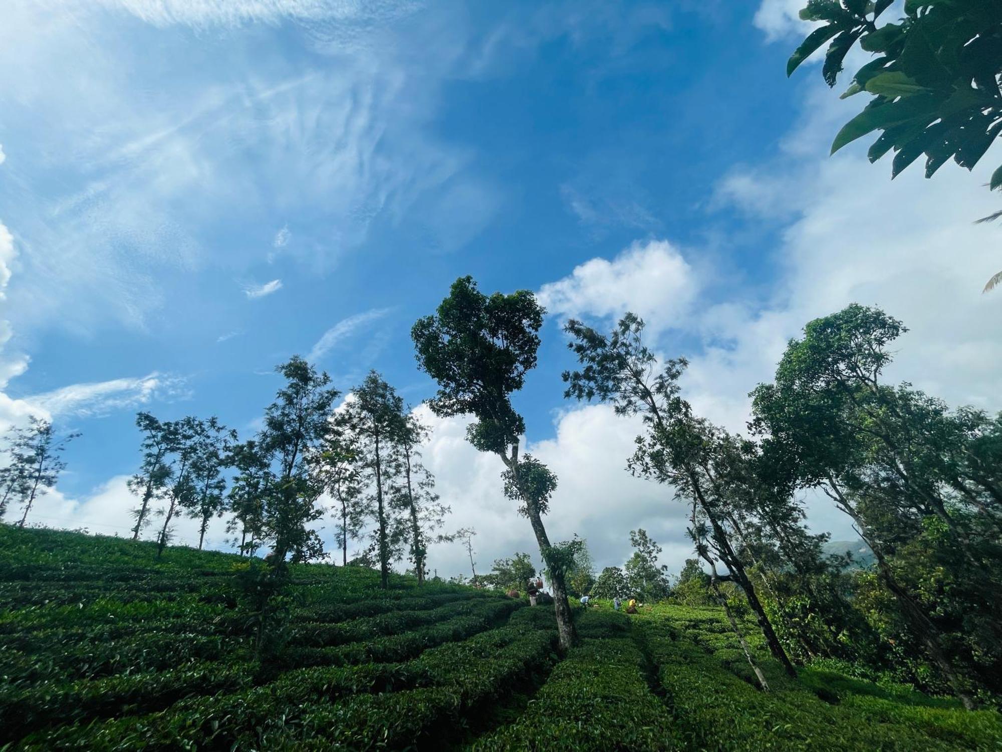 Best Mist Idukki Luaran gambar