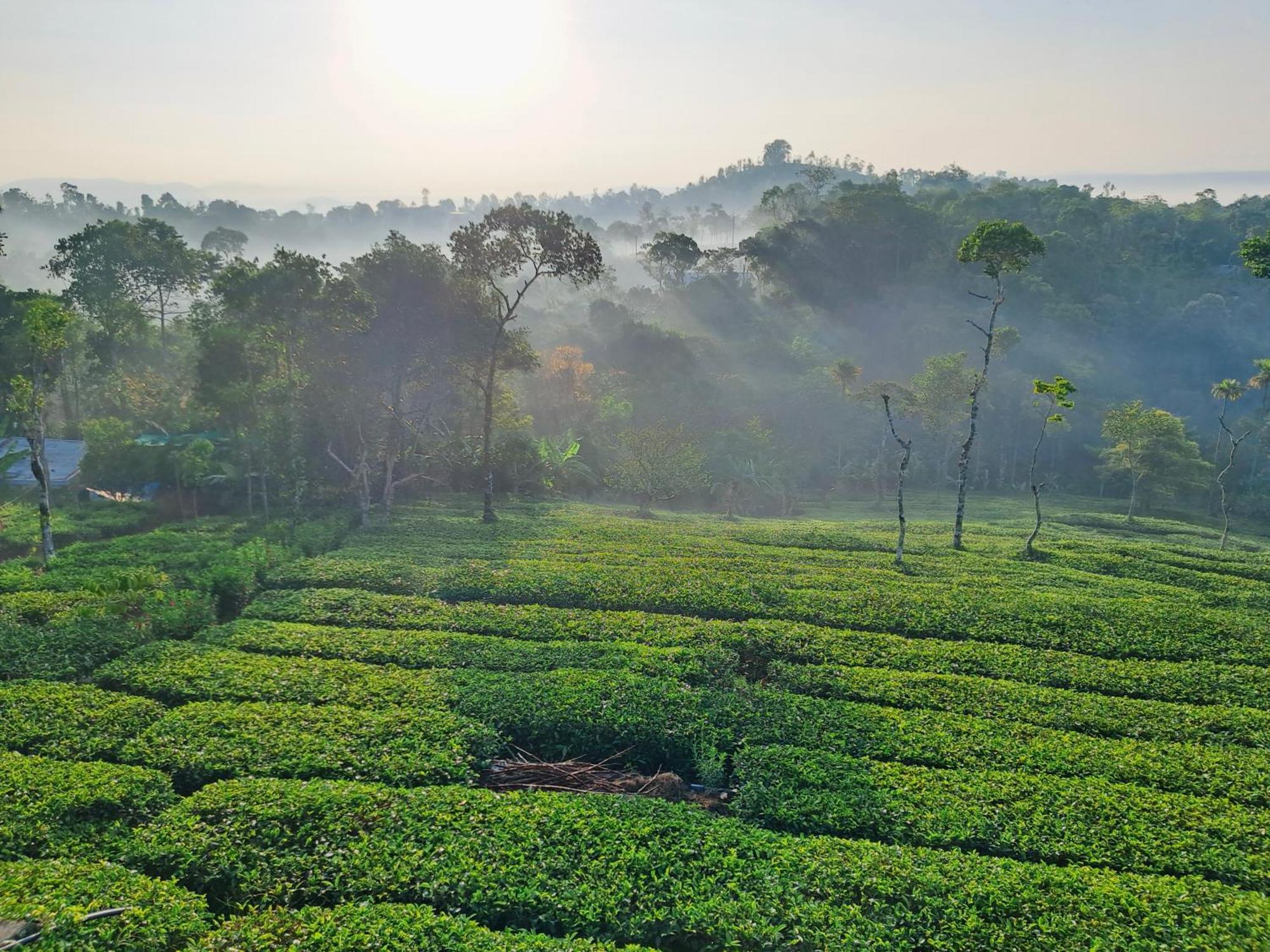 Best Mist Idukki Luaran gambar